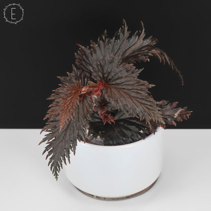 Begonia Miri Sp. (Papúa Nueva Guinea)