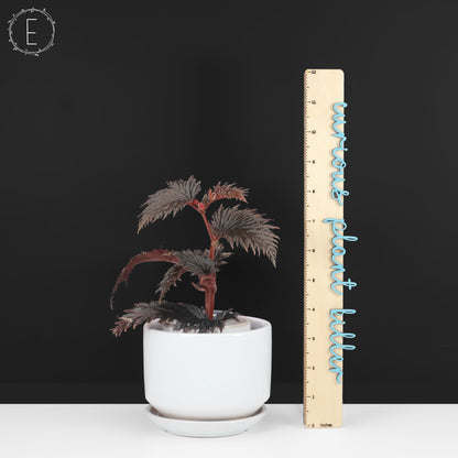 Begonia Miri Sp. (Papúa Nueva Guinea)