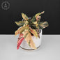 Begonia Ginny Galaxy
