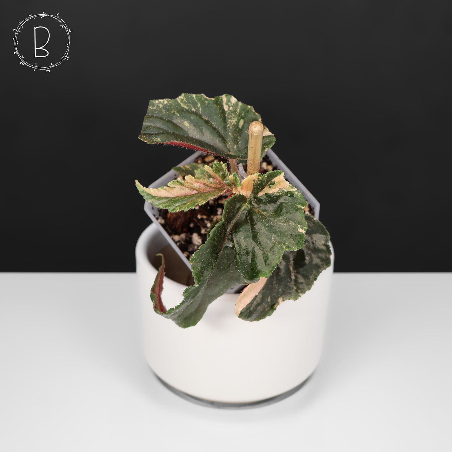 Begonia Ginny Galaxy
