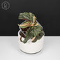 Begonia Ginny Galaxy