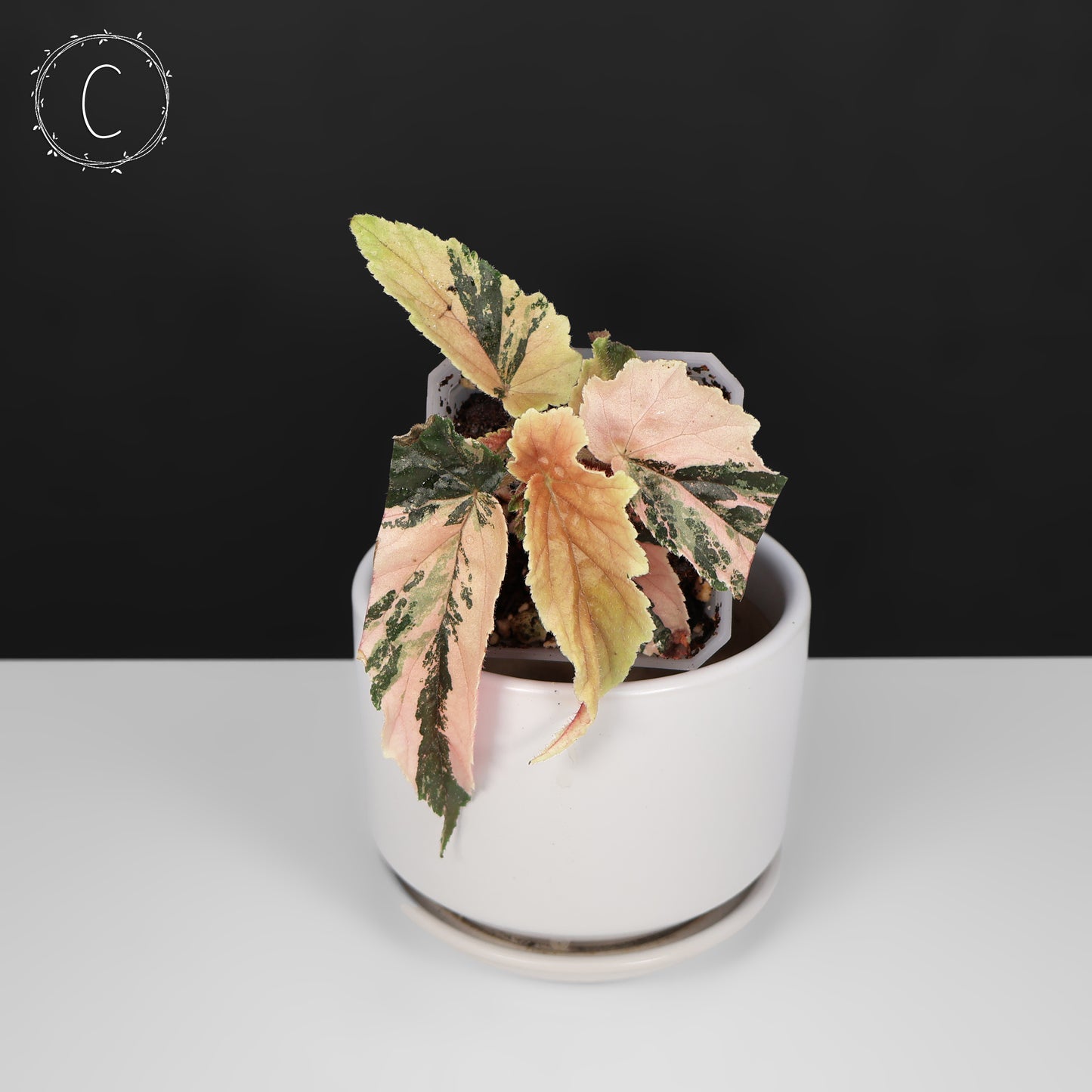 Begonia Ginny Galaxy