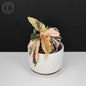 Begonia Ginny Galaxy
