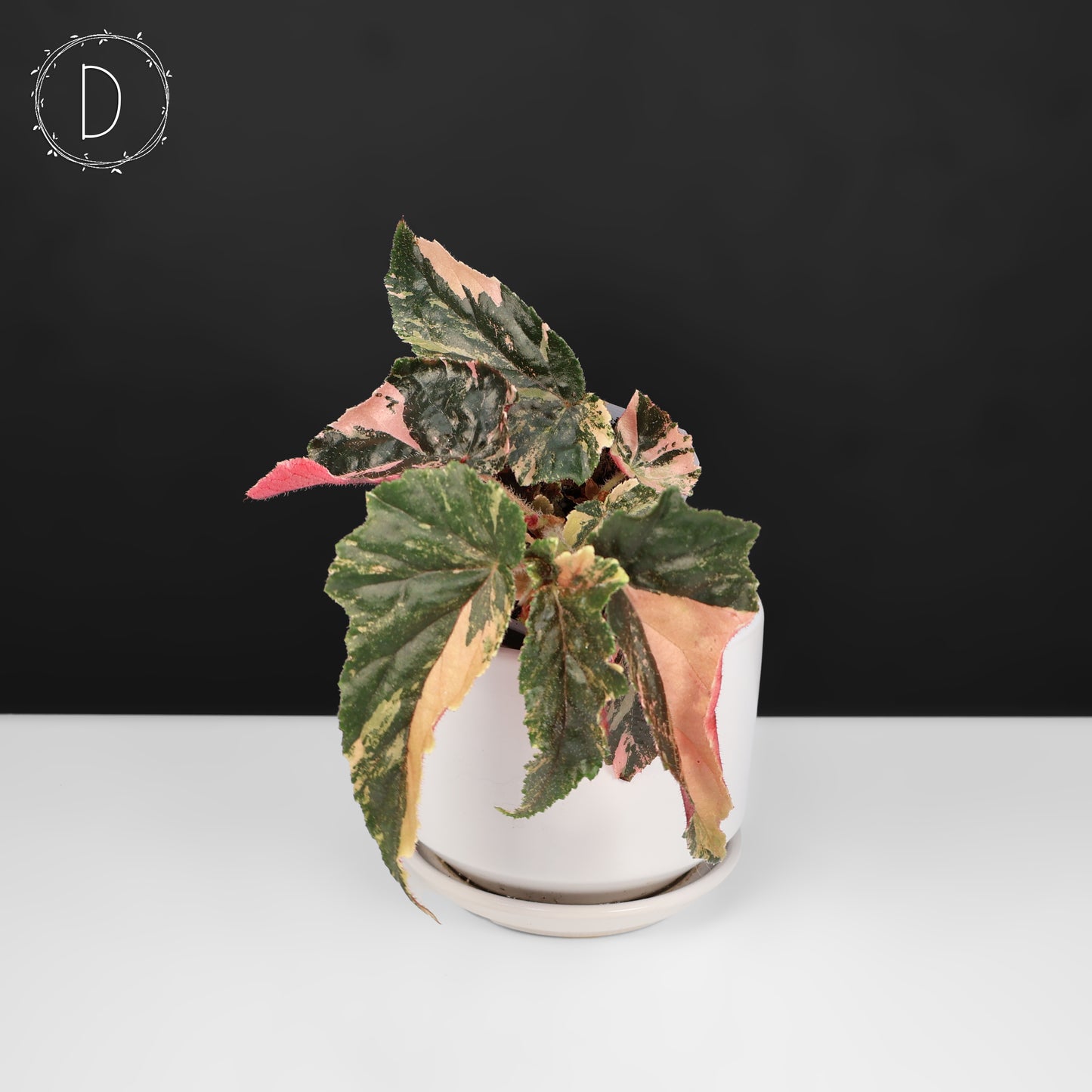 Begonia Ginny Galaxy