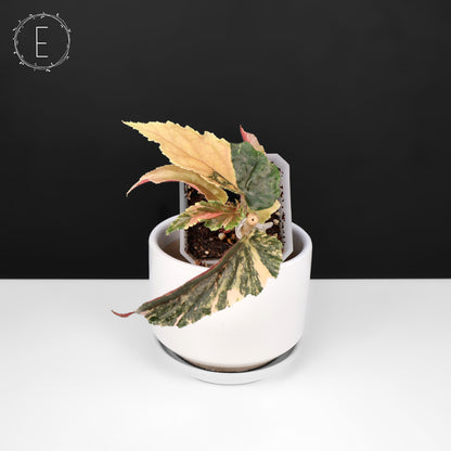 Begonia Ginny Galaxy