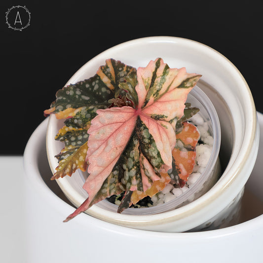 Begonia Izumo no Kiraboshi Abigarrada