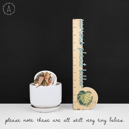 Begonia Izumo no Kiraboshi Abigarrada