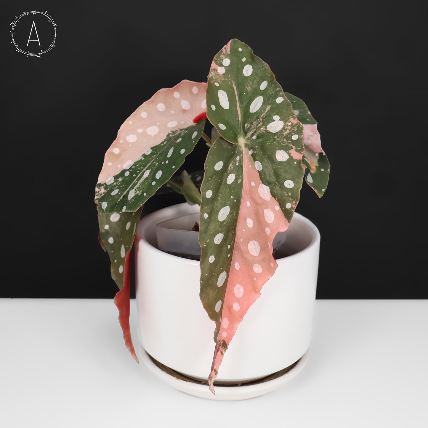 Begonia Maculata Variegated