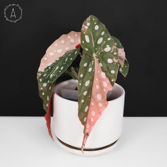 Begonia Maculata Variegated