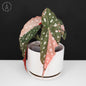 Begonia Maculata Variegated