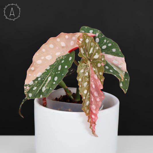 Begonia Maculata Variegated