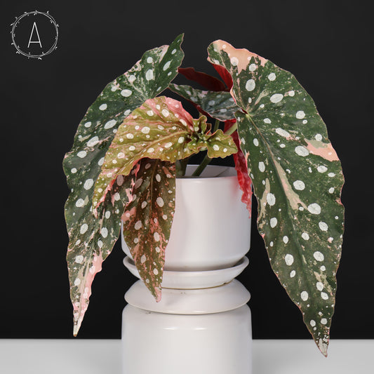 Begonia Maculata Variegated