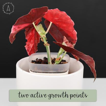 Begonia Maculata Variegated