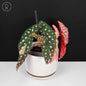 Begonia Maculata Variegated