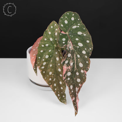 Begonia Maculata Variegated