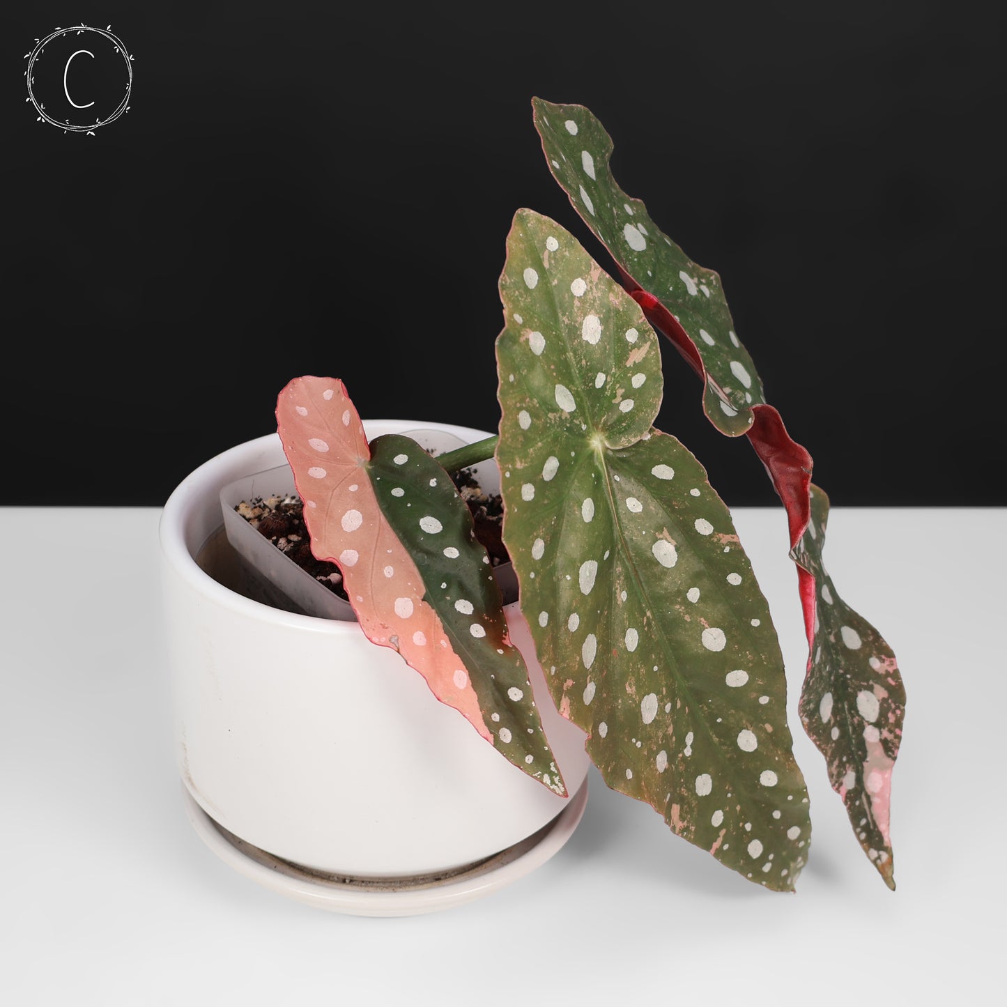 Begonia Maculata Variegated