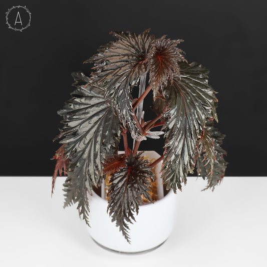 Begonia Miri Sp. (Papua New Guinea)