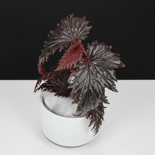 Begonia Miri Sp. (Papua New Guinea)