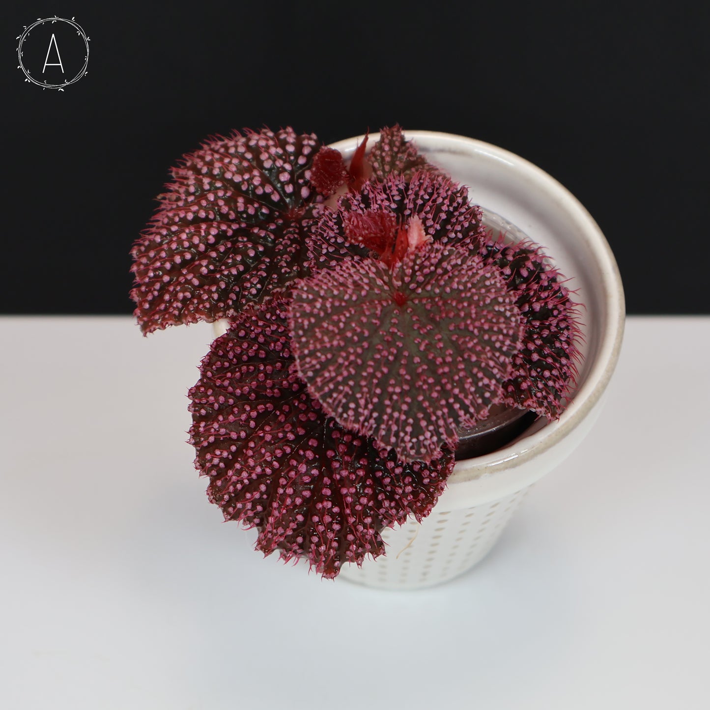 Begonia Pink Urchin