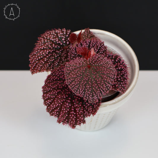 Begonia Pink Urchin