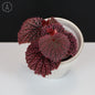 Begonia Pink Urchin