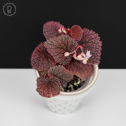 Begonia Pink Urchin