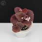 Begonia Pink Urchin