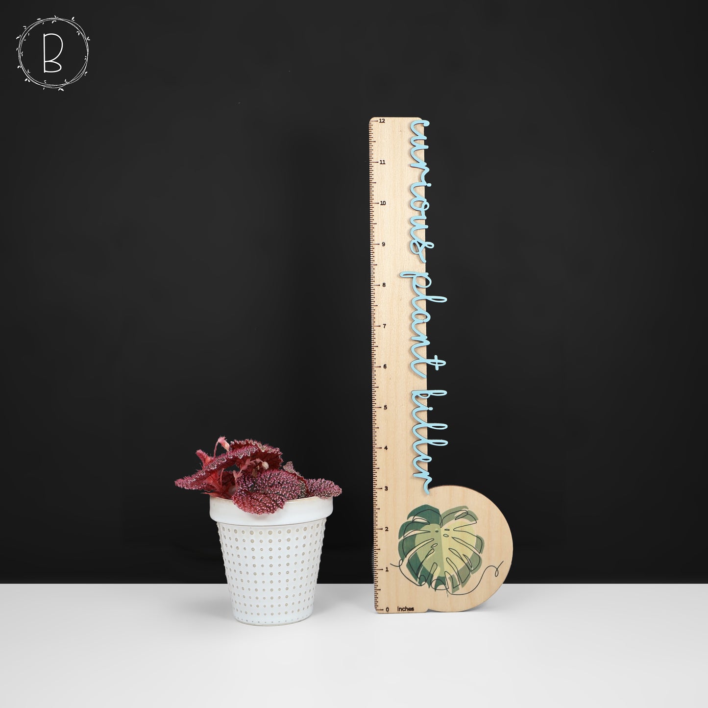 Begonia Pink Urchin