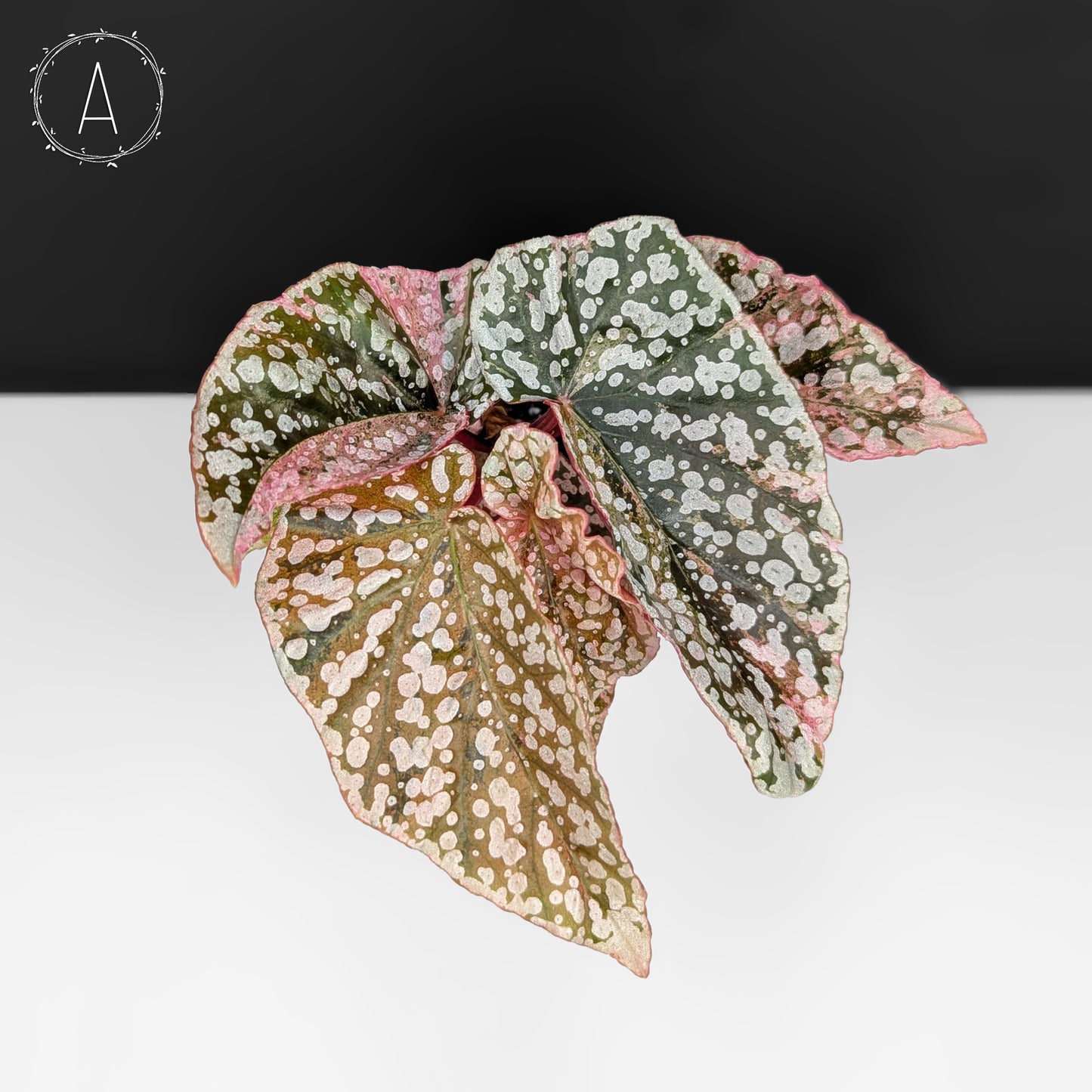 Begonia Snow Capped Variegated