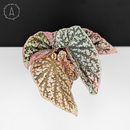 Begonia Snow Capped Variegated