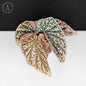 Begonia Snow Capped Variegated