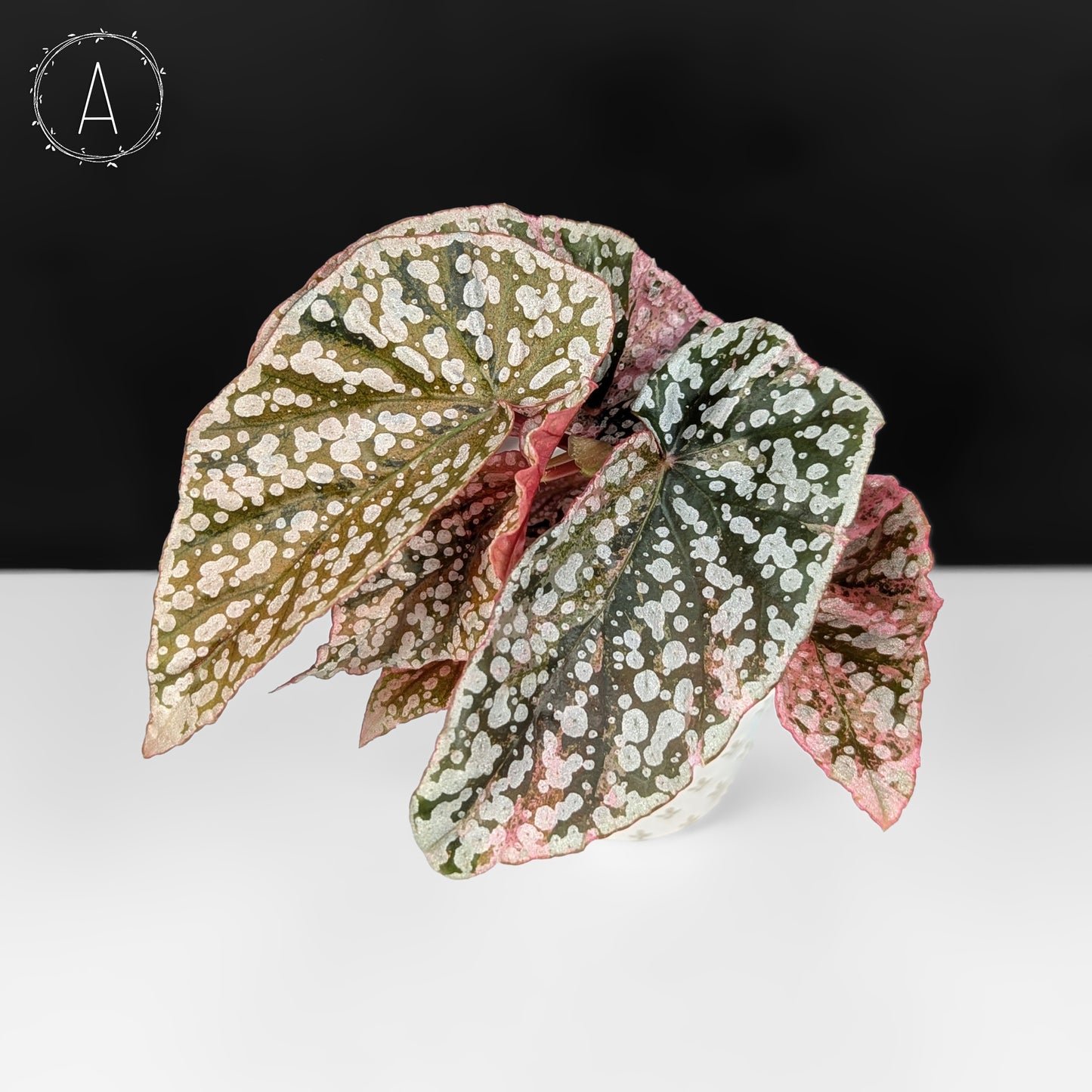 Begonia Snow Capped Variegated