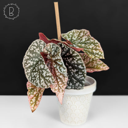 Begonia Snow Capped Variegated