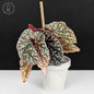Begonia Snow Capped Variegated