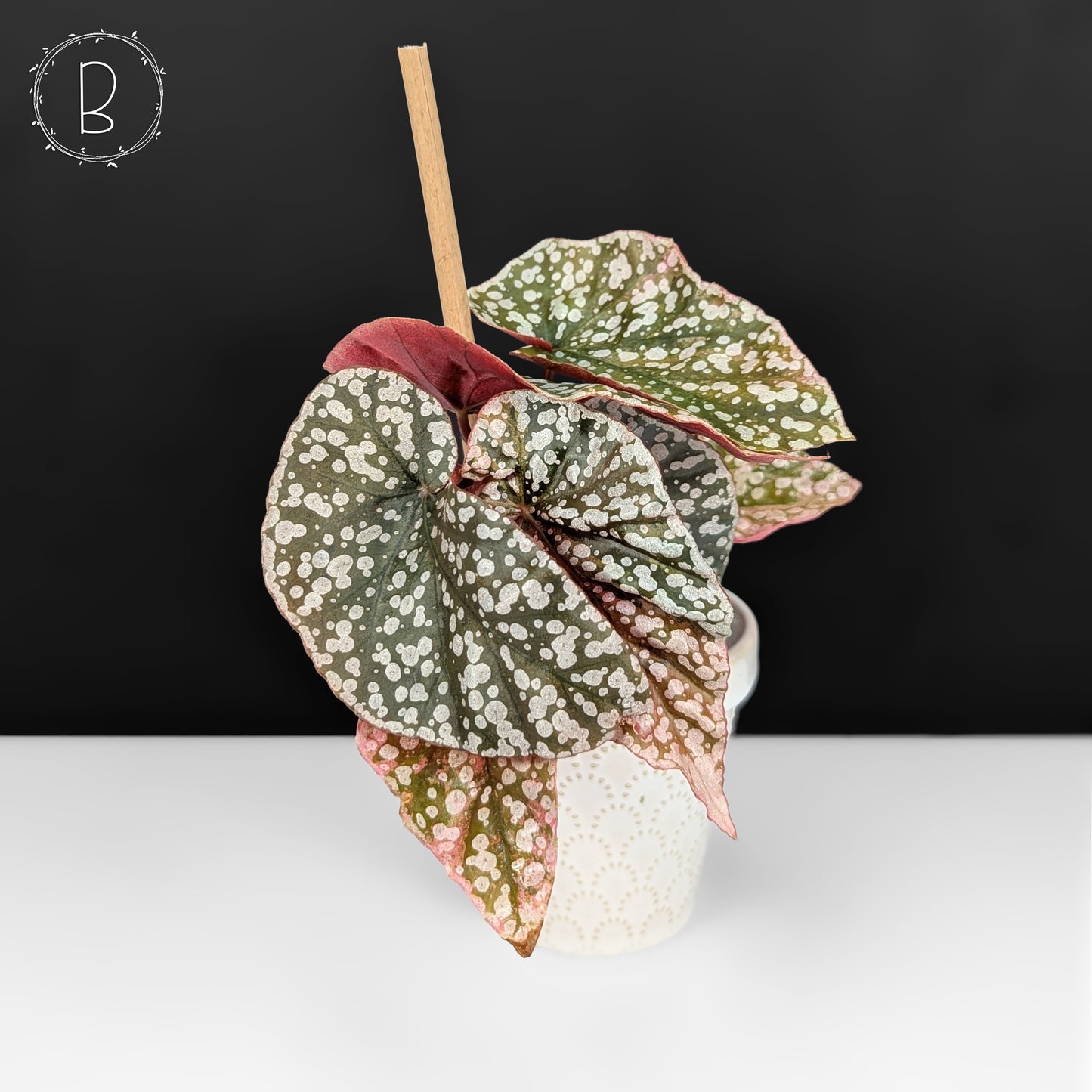Begonia Snow Capped Variegated