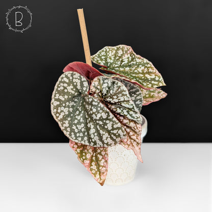 Begonia Snow Capped Variegated