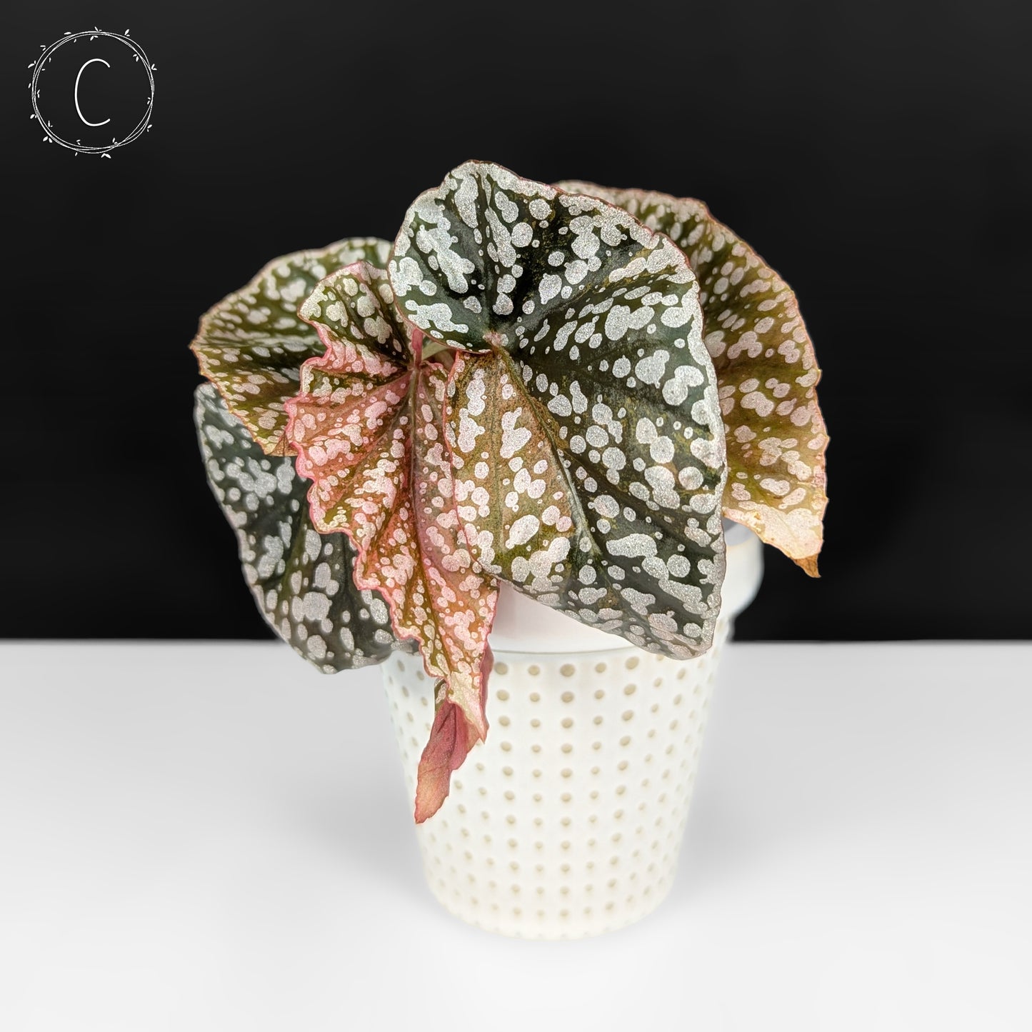 Begonia Snow Capped Variegated