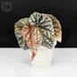 Begonia Snow Capped Variegated