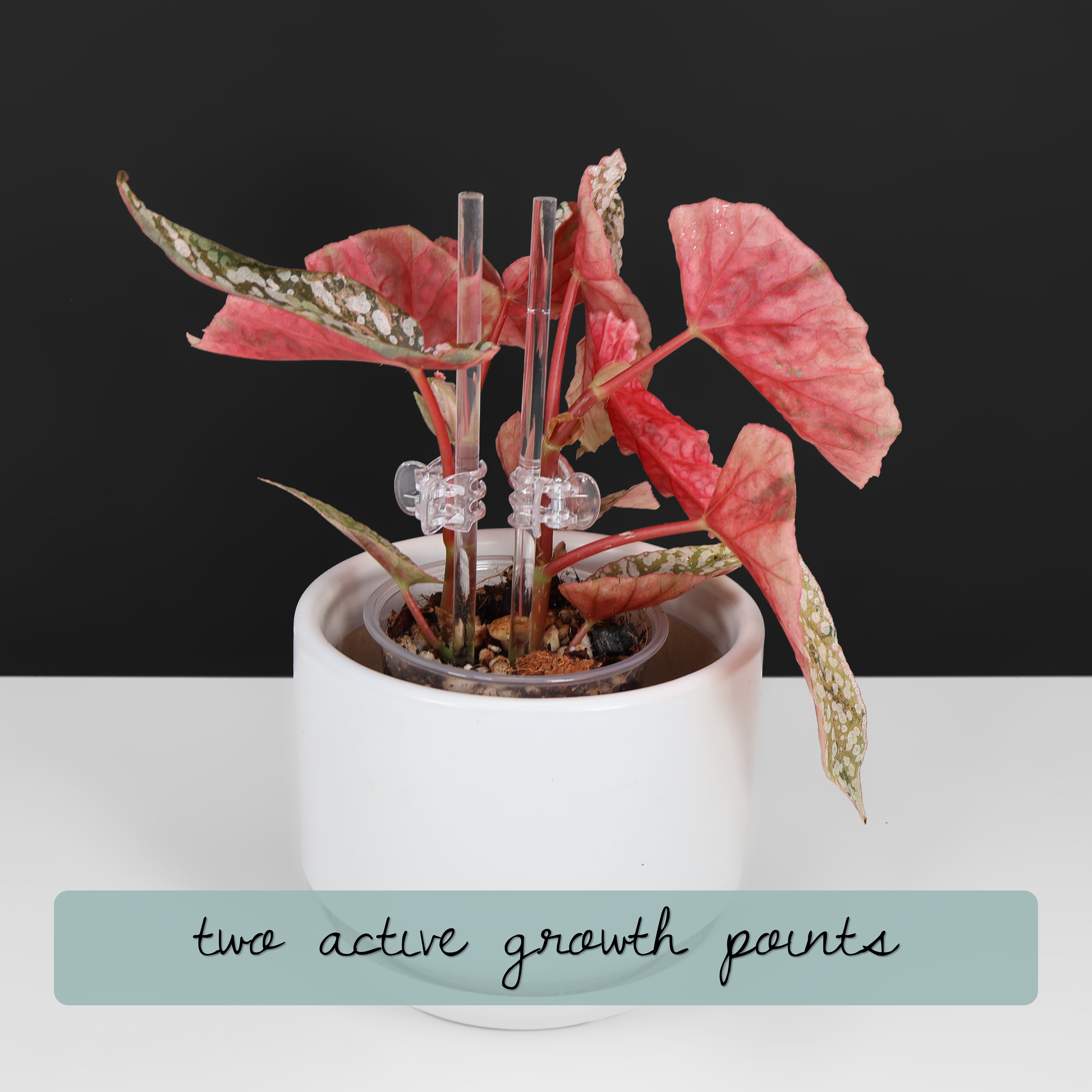 Begonia Snow Capped Variegated – Curious Plant Killer