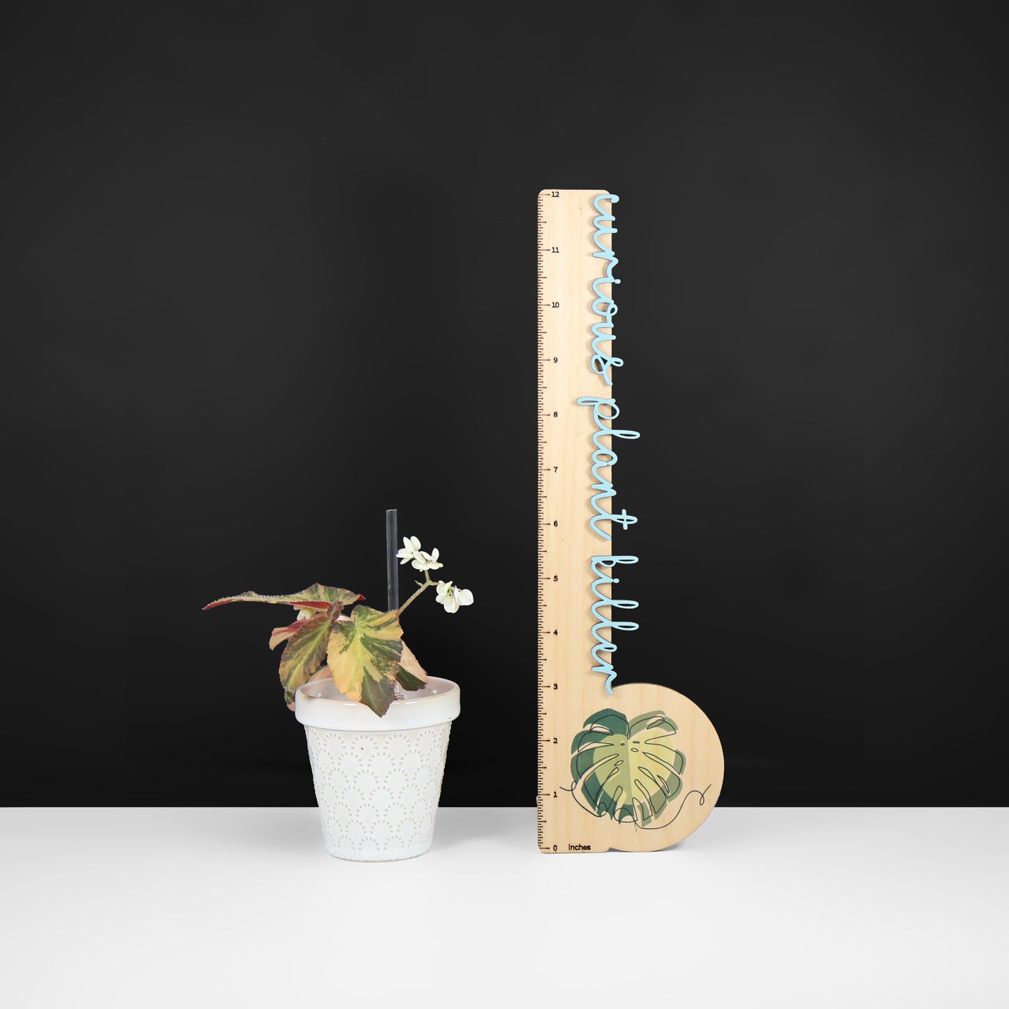 Begonia Withlacoochee Variegated