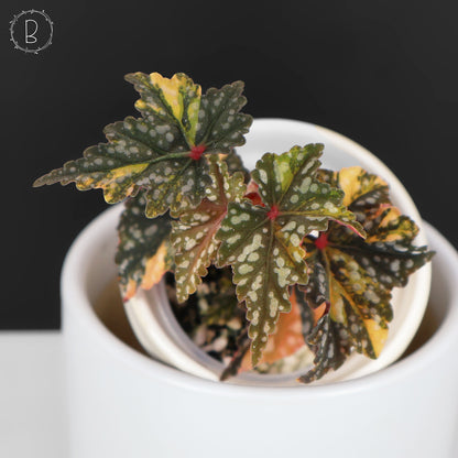 Begonia Izumo no Kiraboshi Abigarrada