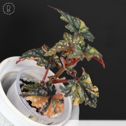 Begonia Izumo no Kiraboshi Abigarrada
