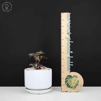 Begonia Izumo no Kiraboshi Abigarrada