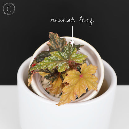 Begonia Izumo no Kiraboshi Abigarrada