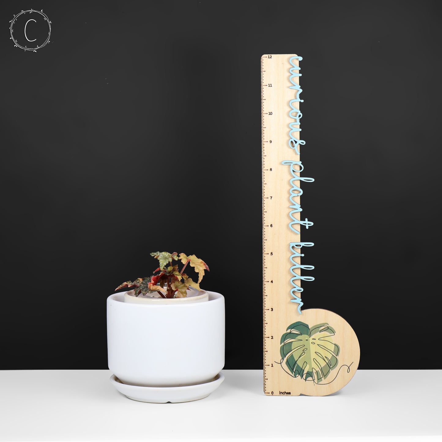 Begonia Izumo no Kiraboshi Abigarrada