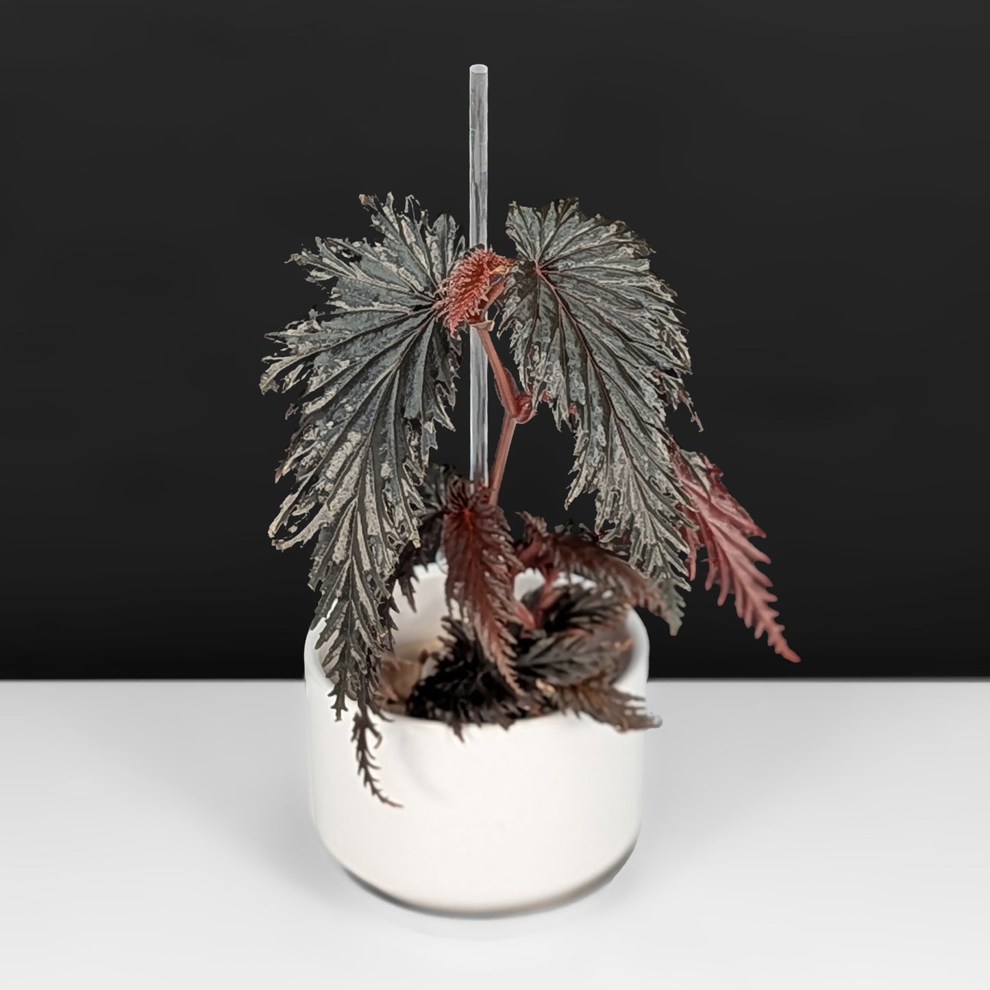 Begonia Miri Sp. (Papua New Guinea)