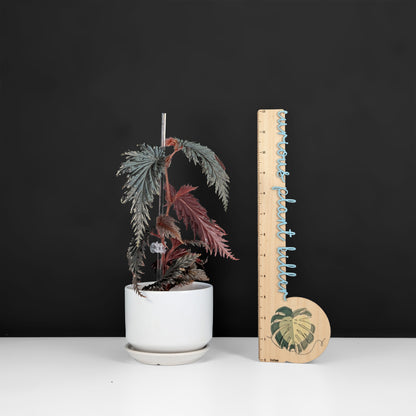 Begonia Miri Sp. (Papua New Guinea)