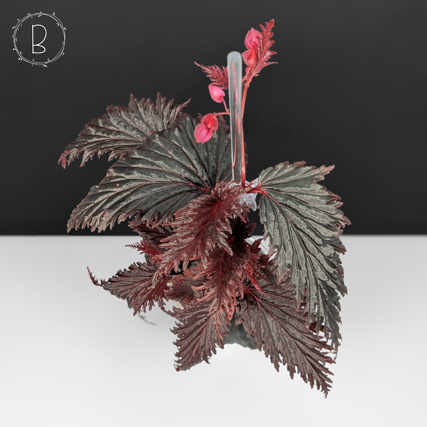 Begonia Miri Sp. (Papua New Guinea)