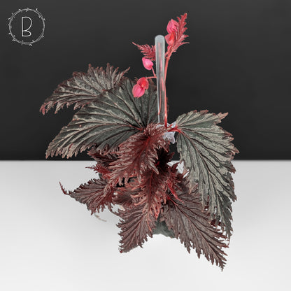 Begonia Miri Sp. (Papua New Guinea)