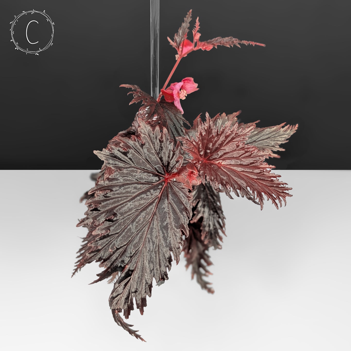 Begonia Miri Sp. (Papua New Guinea)